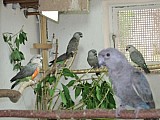1.1 papousek cervenobrichy (p. rufiventris)