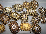 Suchozemské želvy - krásná mláďata za super cenu