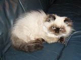 perská colourpoint kočička