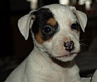 jack russell terier
