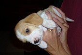 Prodej štěňat beagle s PP