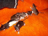 Potkan mláďata 