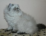 Perská koťátka