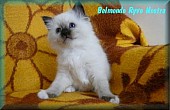 Posvátna birma koťátka s PP