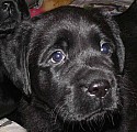 Labrador Retriever s PP (štěně)