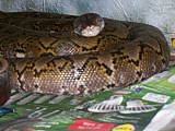 Python reticulatus superdwarf