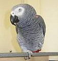 papouška žaka - Nabídka