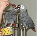 papouška  - Nabídka