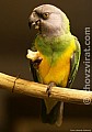 Sháním papouška většího vzrůstu