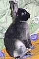 zakrslý králíček - bílopesíkatý černý
