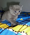 Britská modrá koťátka 