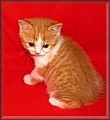 Prodám - Britská krátkosrstá koťátka s PP