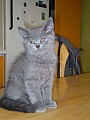 Kocourek britské modré kočičky