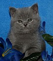 Britská modrá  koťátka bez PP, otec s PP