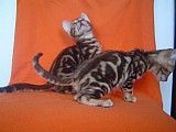 Bengálská kočka - mramor koťata bez PP