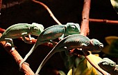Chameleon jemenský - mláďata