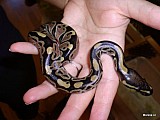 Python regius (Krajta královská)