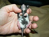 potkani-dlouhosrstí,dumbo,fuzz,dwarf,standard