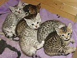 savany Koťata, Bengal koťata na prodej