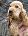 Prodám štěně: pejska Anglického kokršpaněla