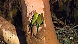 Papoušci Austrálie