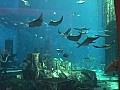 Obří akvárium v Dubaji