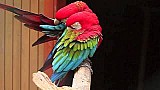 Papoušci Jižní Ameriky