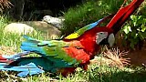 Papoušci Jižní Ameriky