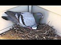 Rozmnožování holubů