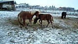 Koně v zimním výběhu