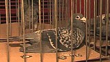 Výstava holubů Bolatice