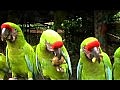 Papoušci Střední Ameriky