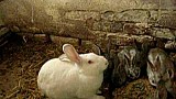 Mláďata králíků