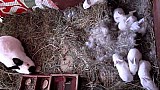 Mladí králíci - opuštění hnízda