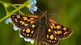 Přehled druhů motýlů