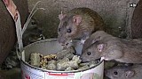 Potkan obecný