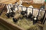 Ovce romanovská - návštěva u chovatele