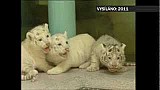 Bílí tygři v ZOO Liberec