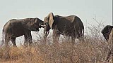 Slon africký ve volné přírodě