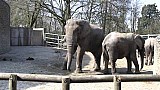 Slon africký v ZOO
