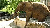 Slon africký v zoologické zahradě