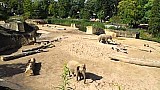 Slon indický v německé ZOO