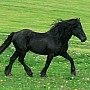 Ariéžský kůň
