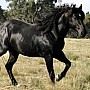 Australský honácký kůň