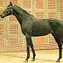 Basutský pony