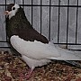Český holub