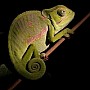 Chameleon límcový