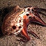 Chobotnice pižmová