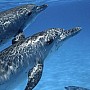 Delfín kapverdský