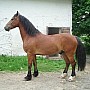 Freiberský kůň